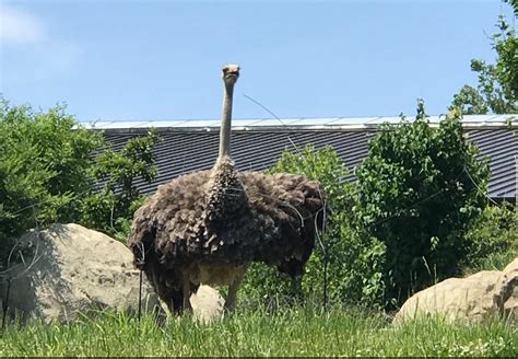 This Gigantic Ostrich At The Omaha Zoo Rabsoluteunit