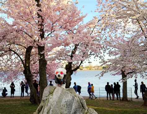 Washington Dc Cherry Blossoms 2019 Favorable Weather Should Make