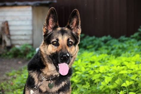 Different Types Of Short Haired German Shepherds Pethelpful