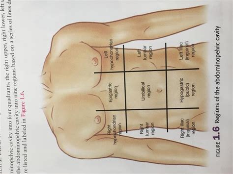 Abdominal Quadrants Labeled The Abdomen Can Be Divided Into Quadrants
