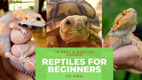 15 Best And Easy To Handle Reptiles For Beginners And Kids To Own For