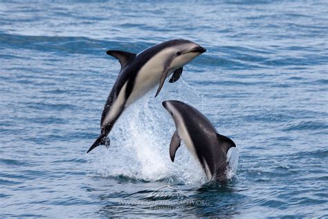 Dusky Dolphin Kaikoura New Zealand Kea Photography