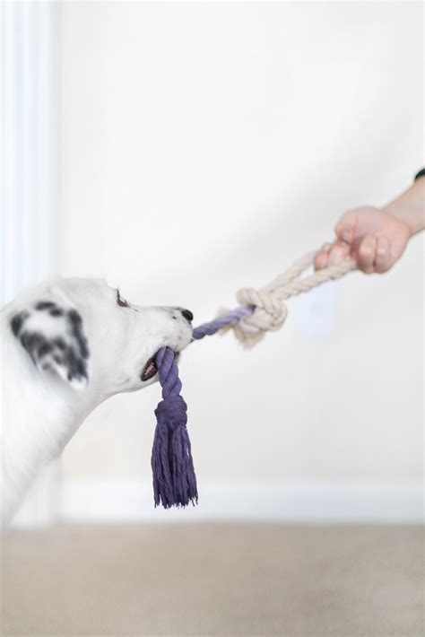 Diy All Natural Rope Toy For Your Precious Pup Ctrl Curate