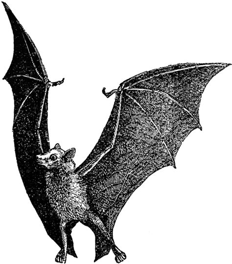 Flying Fox Bat Clipart Etc