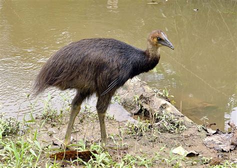 The Dwarf Cassowary Is As The Name Suggests The Smallest Of The Three