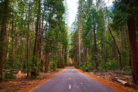 Premium Photo Paved Road In Majestic Pine Tree Forest