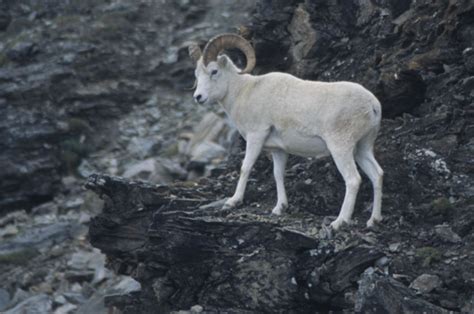 Dall Sheep The Boldly Yet Functionally Accessorized Sheep — Alaska