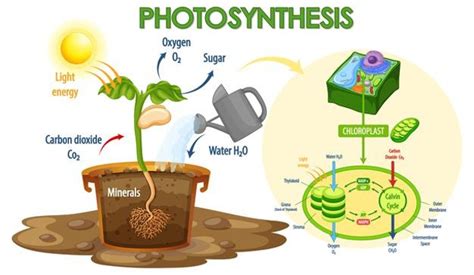 Fotosintesis Pengertian Dan Tahapan Reaksinya Free Hot Pic Riset