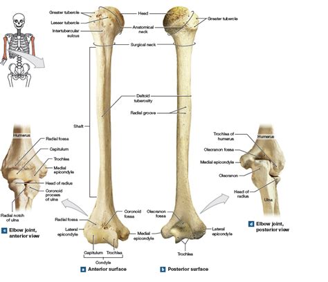 How To Tell The Difference Between Left And Right Ulna