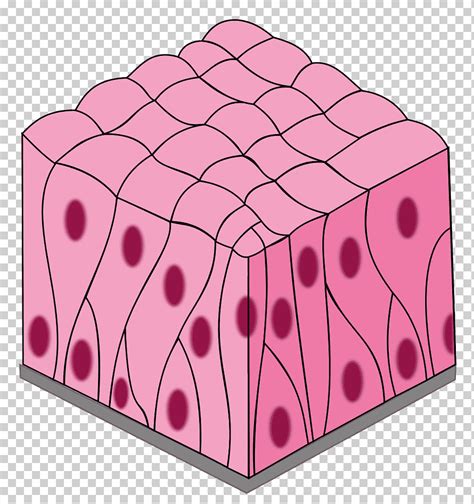 Epitelio Estratificado Escamoso O Plano