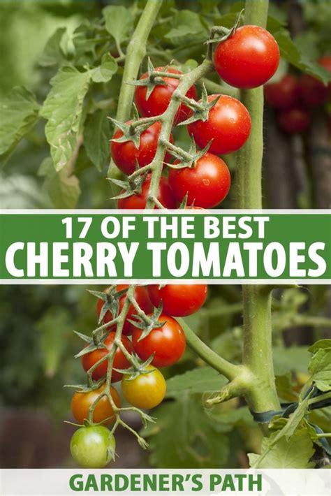 17 Of The Best Cherry Tomatoes To Grow Gardeners Path