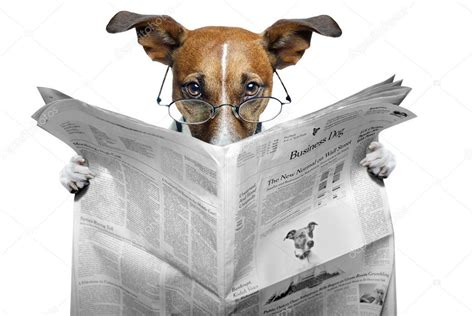 Dog Reading Newspaper — Stock Photo © Damedeeso 8634620