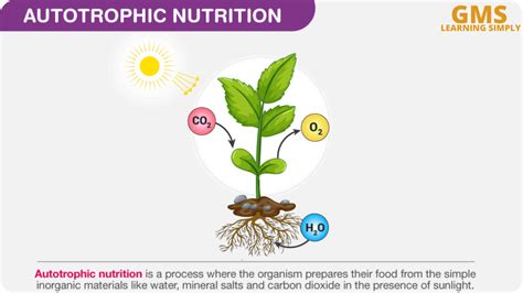 Autotrophic Nutrition Types And Autotroph Examples My Ncert Guide