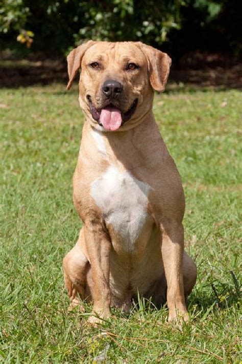 5 Facts About The Black Mouth Cur Animalso