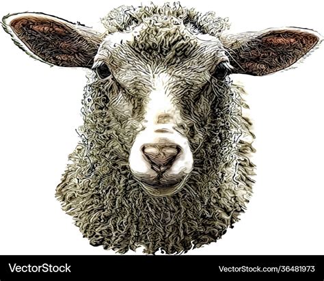 Sheep Head Royalty Free Vector Image Vectorstock