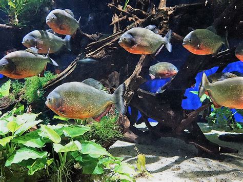 Wie kann ich mich vor unmengen an heizkosten schützen?? STARTSEITE DER WEBSEITE - BILDERWEBSEITE BOTANIK AQUARIUM