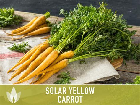 Solar Yellow Carrot Heirloom Seeds Etsy