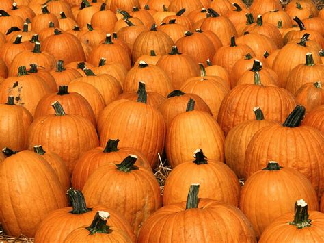 Pumpkin Patch Guide 2021