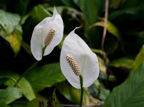 I have a peace lily plant that was just given to me and it's high up in a place where my cat cannot reach it however i have spent the last hour panic so does anyone know if peace lily plants have this type of toxicity? Is Mauna Loa Peace Lily Poisonous to Cats and Dogs?