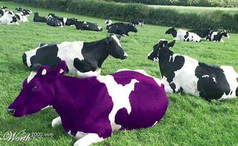 In Praise Of The Purple Cow Purple Cow Cow All Things Purple