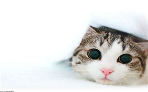 96 Cute Kittens Hd Wallpapers Wallpapersafari