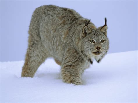 The lynx hunts by stalking and jumping on its prey, helped by the rugged, forested country in which it resides. Lynx, Big Cats, Mammals, Animal Messages and Totems ...