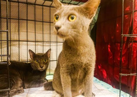 3 Kucing Ras Asli Indonesia Yang Terancam Punah Times Vrogue Co