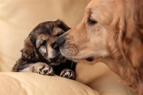 Premium Photo A Puppy With Its Mother Dog Nose To Nose A Golden