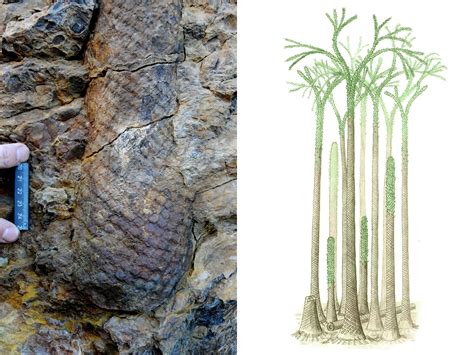 Fossilized Tropical Forest Found — In Arctic Norway Live Science