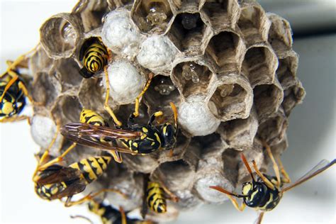 Le nid ressemble à du carton fin au toucher. Petit Nid De Guepe | Idées décoration - Idées décoration