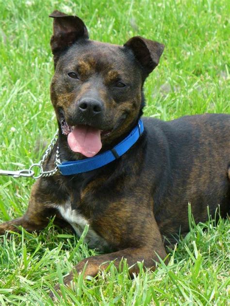 The Brindle Pitbull Is The Ultimate Rainbow Dog Animalso