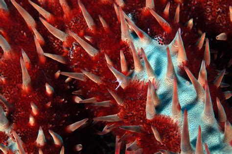 Close Up Of A Crown Of Thorns Starfish Ocean Day Ocean Life Crown Of