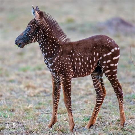 The Worlds Only Polka Dot Zebra Was Born In A Reserve In Kenya They