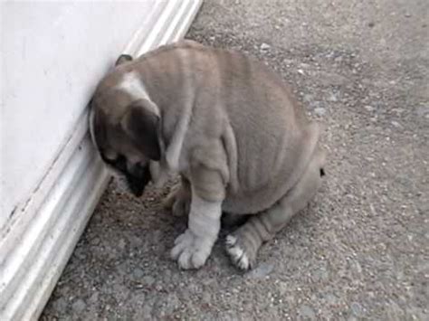 Olde english bulldogge kennel club. English bulldog puppy sleeping - YouTube