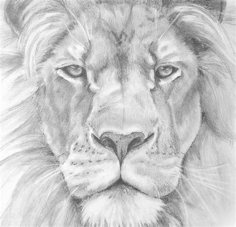 This first set will be on how to draw big cats. pencil Lion | Lion art, Lion drawing, Lions