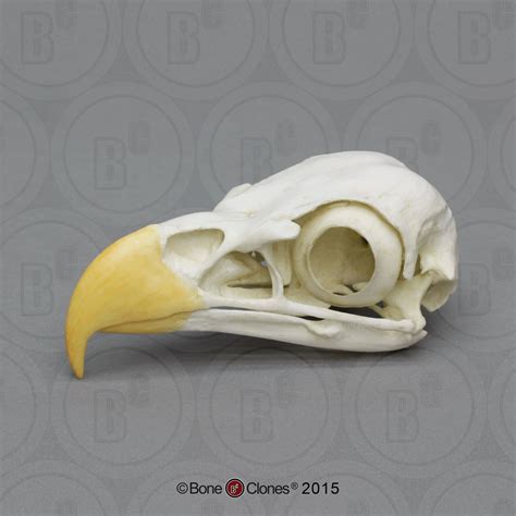 Eagle Skull Bald Eagle Cast Replica Haliaeetus Leucocephalus Bc 0