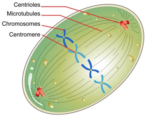 Cell Cycle Mitosis And Cytokinesis Ck 12 Foundation