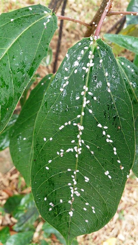 Plant Pests Scale And Thrips And How To Control Them