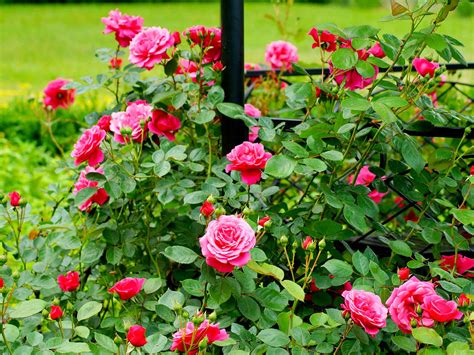 How To Plant A Bush Rose Laptrinhx News