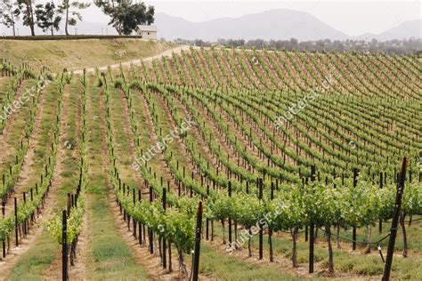 Stock Photo Rows Of Grape Vineyards On A Hillside At A California