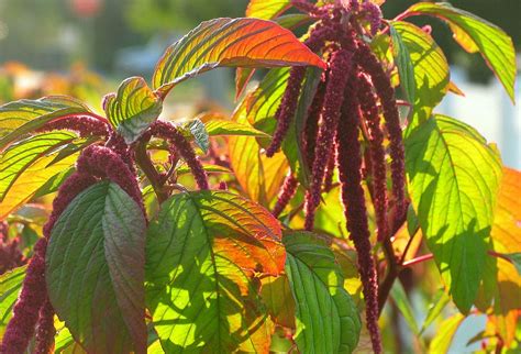 Gardening Amaranth For Grain And Greens Ozark Country Homestead