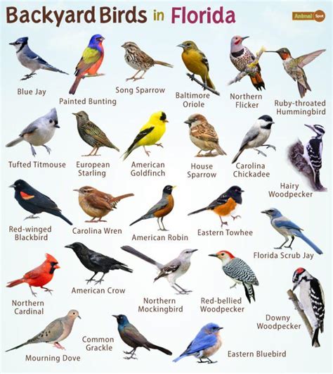 Backyard Birds Of Florida List And Pictures