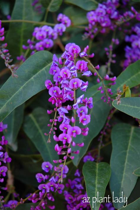 Check spelling or type a new query. A Lilac for the Desert? Another Great Lesser-Known Plant ...