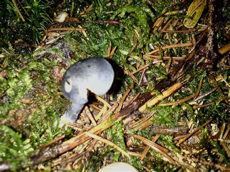 Neu delhi | indiens premierminister narendra modi hat vor der verbreitung. unbestimmbarer schwarzer pilz - Pilzbestimmung u ...