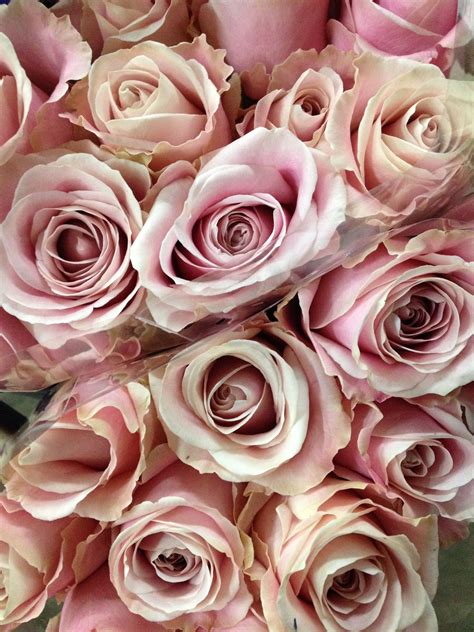Pink Avalanche Rosesold In Bunches Of 20 Stems From