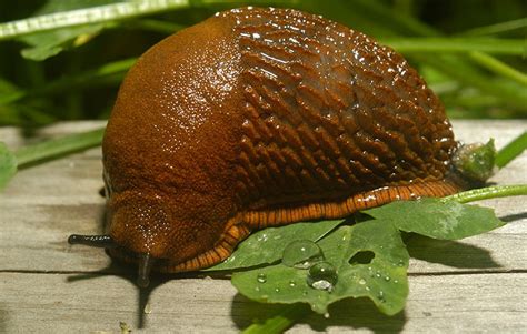 How To Kill Slugs And Snails And Prevent Garden Damage