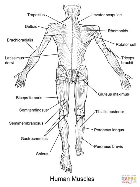 Free Printable Human Anatomy Coloring Pages Free Printable