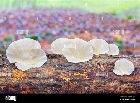 White Mushrooms On The Tree Hi Res Stock Photography And Images Alamy