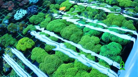 The Secret Behind ACI Aquaculture's Explosive Coral Growth Revealed!