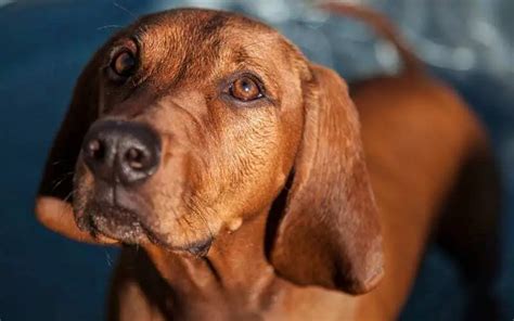 Where To Find Redbone Coonhound Puppies For Sale Dogable